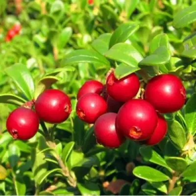 Брусника садовая РЕД ПЕРЛ в Жодино