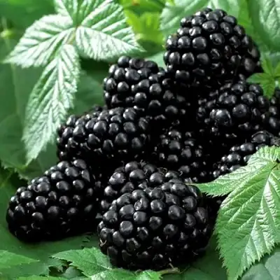 Ежевика БЛЭК БЬЮТИ в Жодино