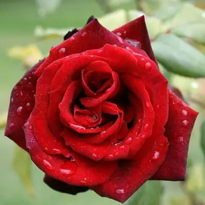 Роза ТАБУ чайно-гибридная в Жодино