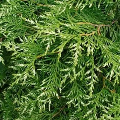 Туя СМАРАГД ВАРИЕГАТА западная в Жодино