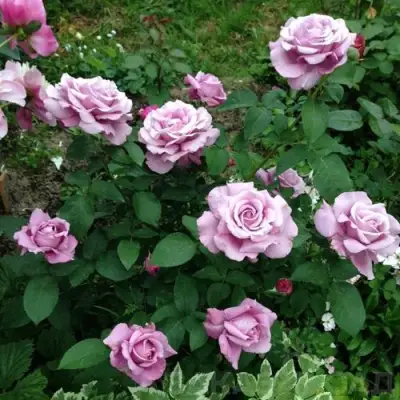 Роза ШАРЛЬ ДЕ ГОЛЛЬ чайно-гибридная в Жодино