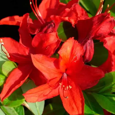 Азалия НАБУКО листопадная в Жодино