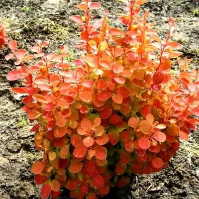 Барбарис ОРАНЖ ФАЙЕР тунберга в Жодино