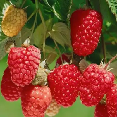 Малина ХИМБО-ТОП в Жодино