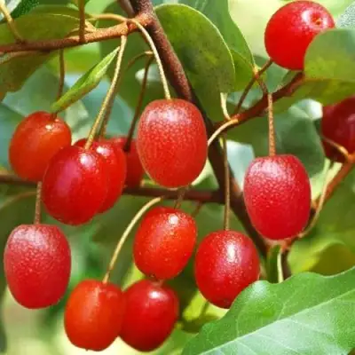 ГУМИ (ЛОХ МНОГОЦВЕТКОВЫЙ) в Жодино