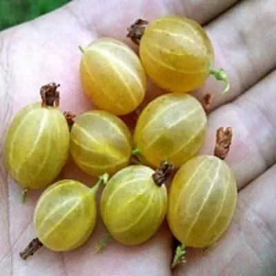 Крыжовник ЯРОВОЙ в Жодино