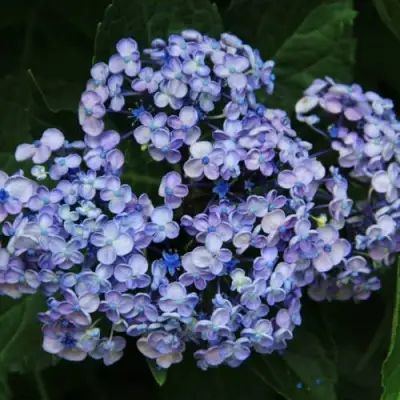 Гортензия АИША крупнолистная  в Жодино