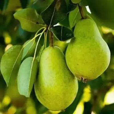 Груша СЕВЕРЯНКА колонновидная в Жодино