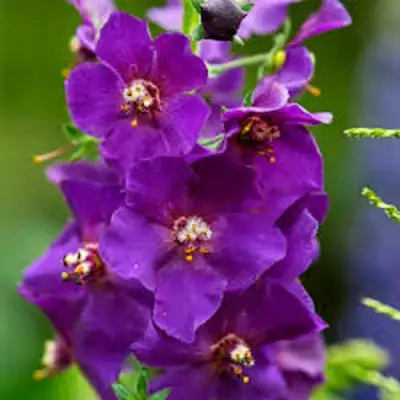 Коровяк ВИОЛЕТТА (вербаскум) в Жодино