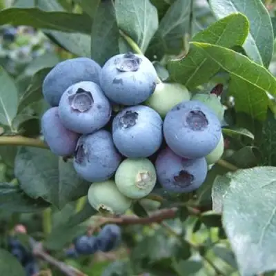 Голубика БЛЮЭТТА в Жодино