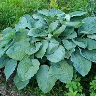 Хоста ЭЛЕГАНС Зибольда в Жодино