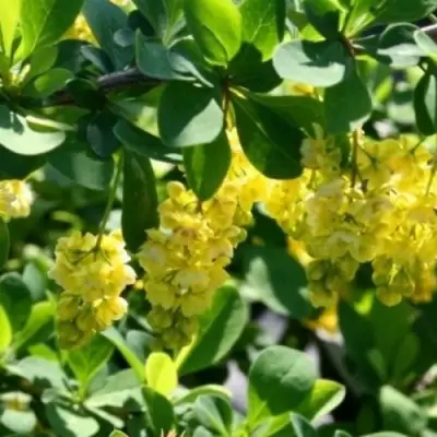 Барбарис ИНДИАН САММЕР  в Жодино