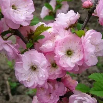 Миндаль ТРЁХЛОПАСТНЫЙ (луизеания) в Жодино