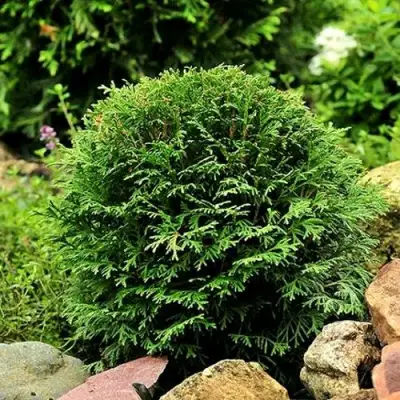 Туя ДАНИКА западная в Жодино