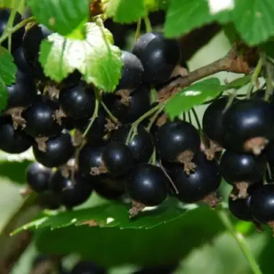 Смородина черная ГЛОБУС в Жодино