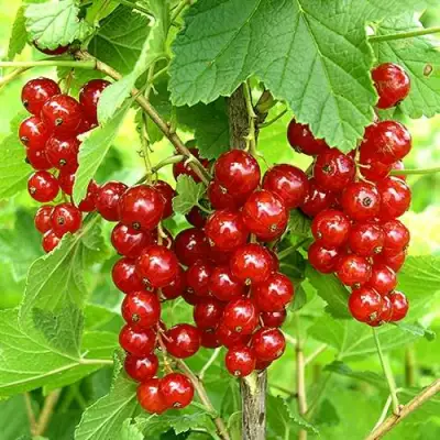 Смородина красная ФЕРТОДИ в Жодино