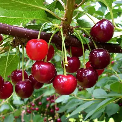 Вишня БРУСНИЦЫНА степная в Жодино