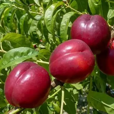 Нектарин БИГ-ТОП в Жодино