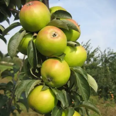 Яблоня ЛУКОМОР колонновидная в Жодино