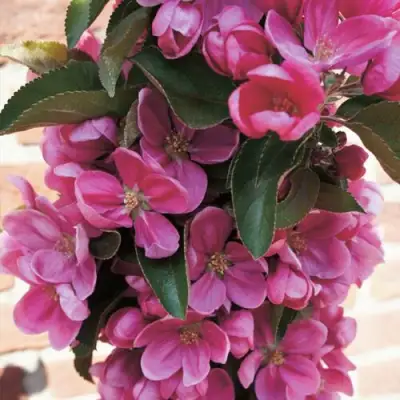 Яблоня ЗЕЛЁНЫЙ БУКЕТ декоративная в Жодино