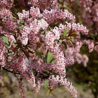 Черемуха НЕЖНОСТЬ в Жодино