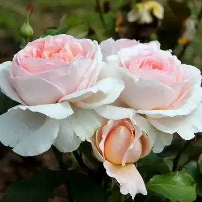 Роза АНДРЕ ЛЕ НОТР чайно-гибридная в Жодино