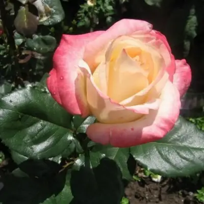 Роза БЕЛА ПЕРЛА чайно-гибридная в Жодино