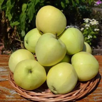 Яблоня ПАПИРОВКА в Жодино