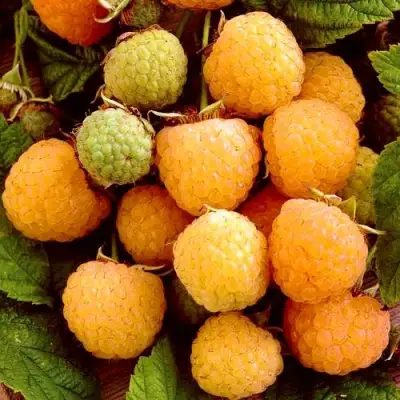 Малина ЗОЛОТЫЕ КУПОЛА в Жодино