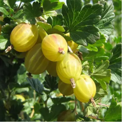 Крыжовник БЕРИЛЛ в Жодино