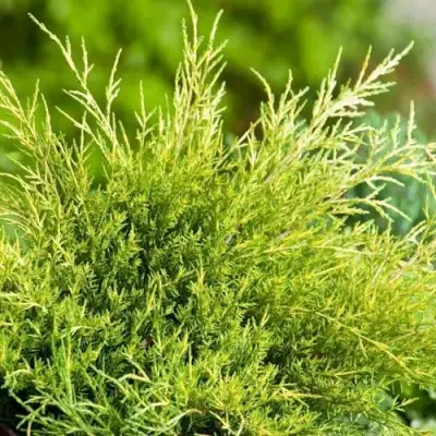 Можжевельник ОЛД ГОЛД средний в Жодино