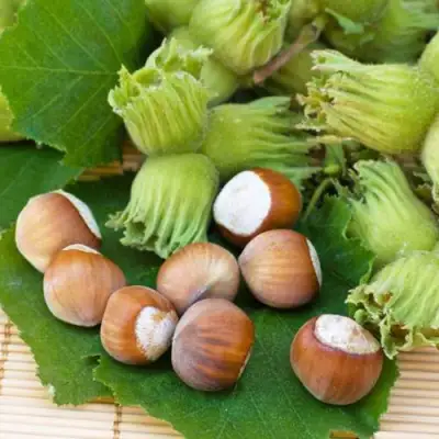 Фундук КРЕПКИЙ ОРЕШЕК в Жодино