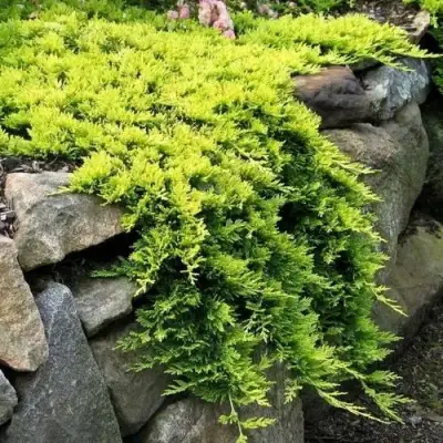 Можжевельник ГОЛДЕН КАРПЕТ горизонтальный  в Жодино