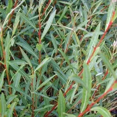 Ива НАНА пурпурная в Жодино