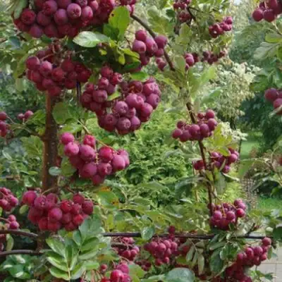 Рябина ДЕСЕРТНАЯ МИЧУРИНА сладкоплодная в Жодино