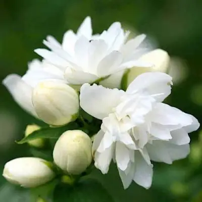 Жасмин ШНЕЕШТРУМ в Жодино