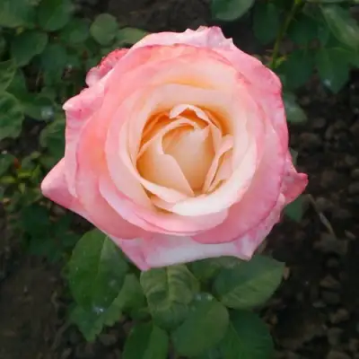 Роза БЕЛА ПЕРЛА чайно-гибридная в Жодино