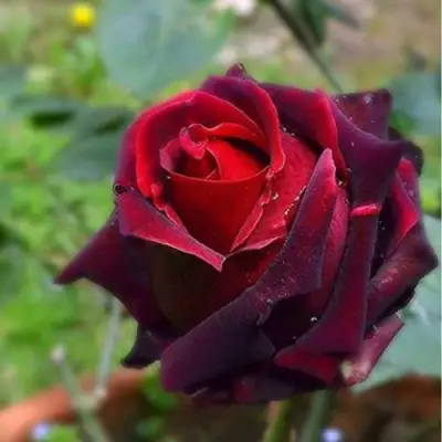 саженцы розы Норита