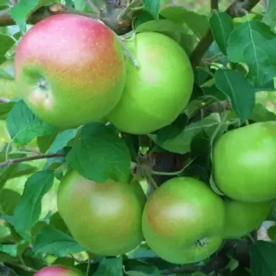 Яблоня НАВАВИТА в Жодино