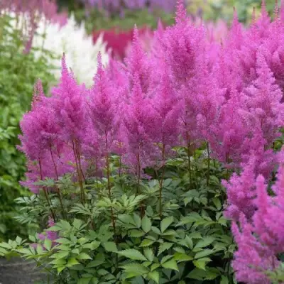 Астильба АМЕТИСТ Арендса в Жодино