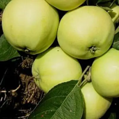 Яблоня ПАПИРОВКА в Жодино