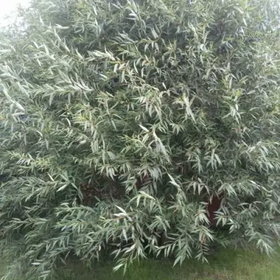 Ива СЕРЕБРИСТАЯ в Жодино