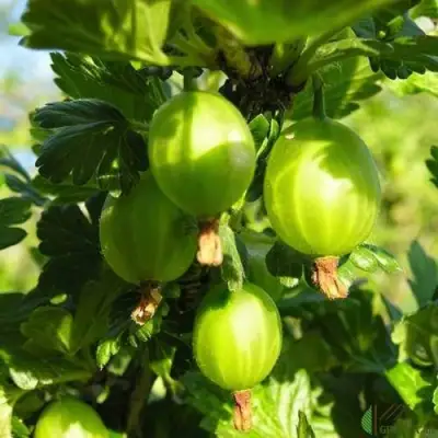 Крыжовник МАЛАХИТ в Жодино