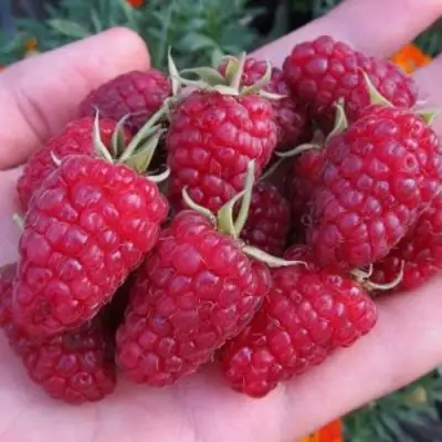 Малина МОСКОВСКИЙ ВЕЛИКАН в Жодино