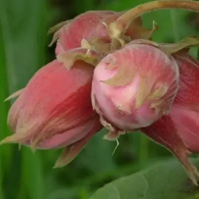 Фундук АКАДЕМИК ЯБЛОКОВ в Жодино