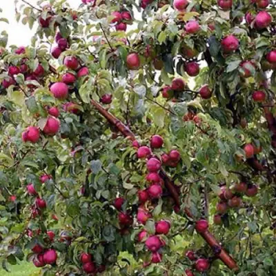 Яблоня ЛОБО в Жодино