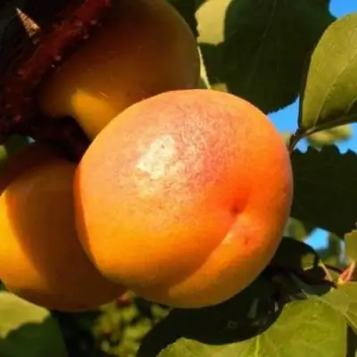 Абрикос СПАДЧЫНА в Жодино