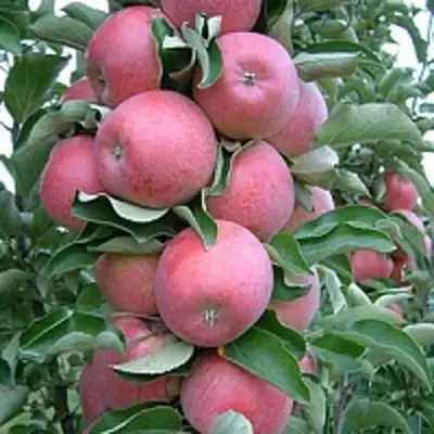 Яблоня АНТЕЙ КИЕВСКИЙ колонновидная в Жодино