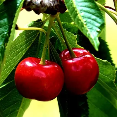 Вишня НИКА в Жодино