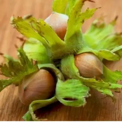 Фундук ГИГАНТ ТАМБОВСКИЙ в Жодино